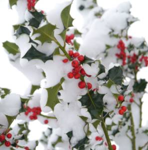 Holly Berries with Snow