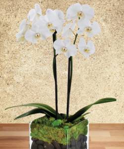 Vivid white phalaenopsis plants are a sure sign of spring! Hand-delivered in a clear glass cube vase with river rock and moss