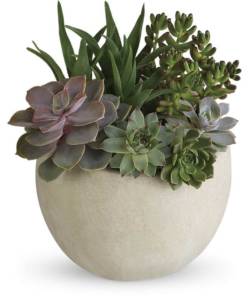 Bring the serene beauty of the desert landscape to any room of the house or office with this glorious growing gift. Filled with sculptural succulents, the versatile weathered slate pot is sure to be a favorite.