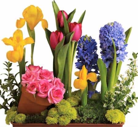 Roses and tulips and hyacinth - oh, my! All your spring favorites are here, whimsically arranged in a shallow terra-cotta pot in pretty pastel spring colors.