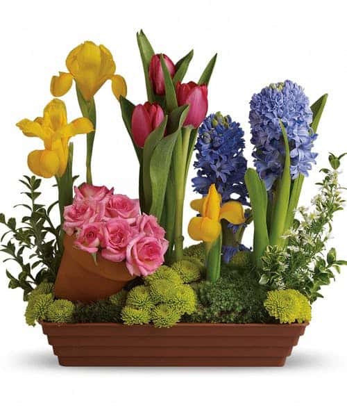 Roses and tulips and hyacinth - oh, my! All your spring favorites are here, whimsically arranged in a shallow terra-cotta pot in pretty pastel spring colors. The fun potted flower arrangement is a wonderful way to welcome a new baby, cheer up someone you love or brighten your own entryway. Also, a great housewarming gift!